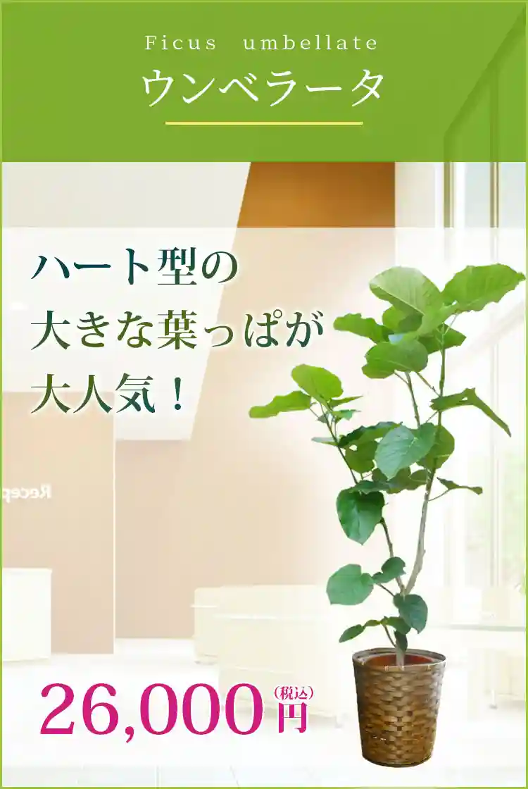 ウンベラータ 観葉植物 26,000円(税込)