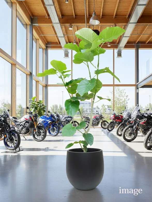 ウンベラータ葉っぱ枝も入った画像