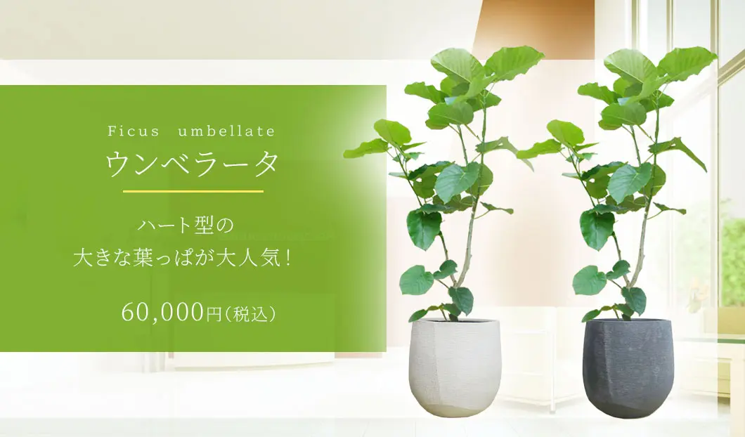 ウンベラータ 観葉植物 60,000円(税込)