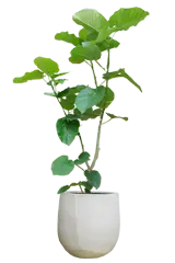 ウンベラータ全体画像