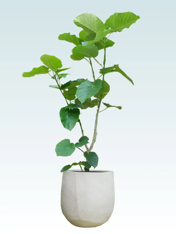 ウンベラータ拡大横から画像