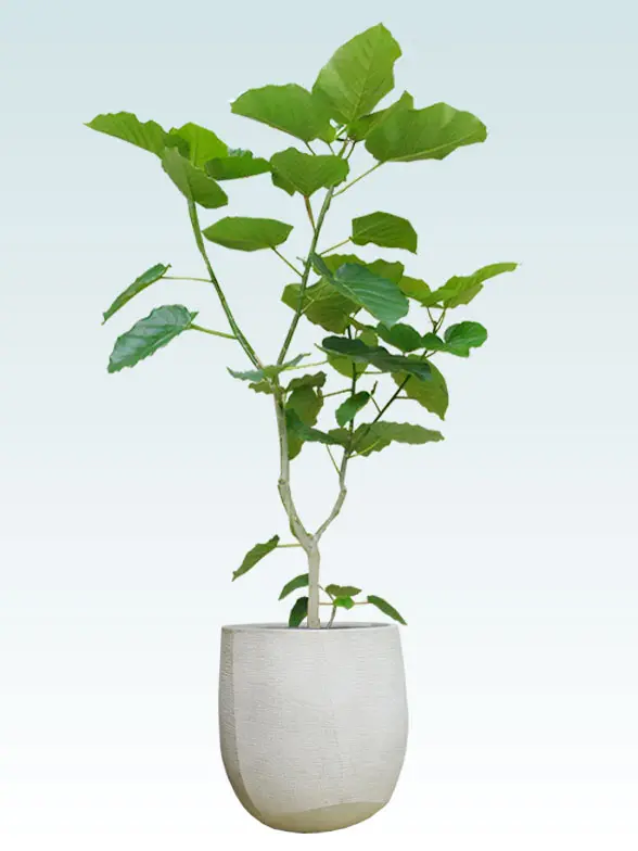 ウンベラータ葉っぱ枝も入った画像