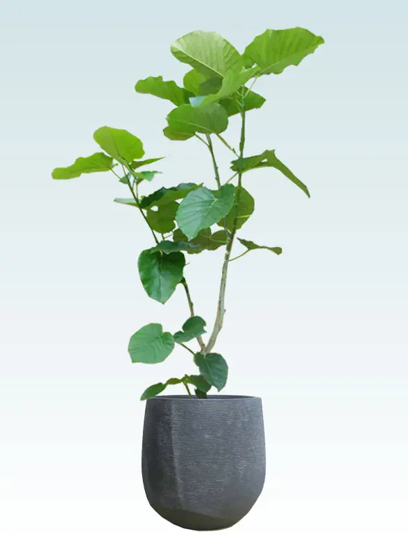 ウンベラータ 大鉢Lサイズ ラグジュアリー型、グラスファイバー製鉢カバー付