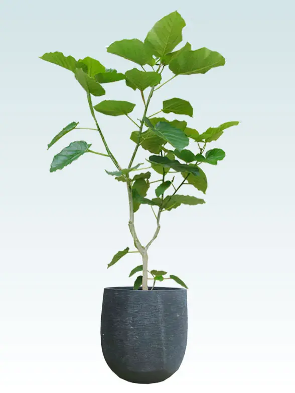 ウンベラータ葉っぱ枝も入った画像