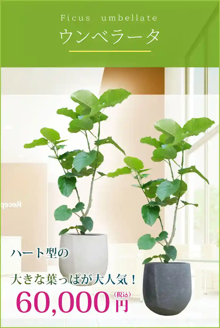 ウンベラータ 観葉植物 60,000円(税込)