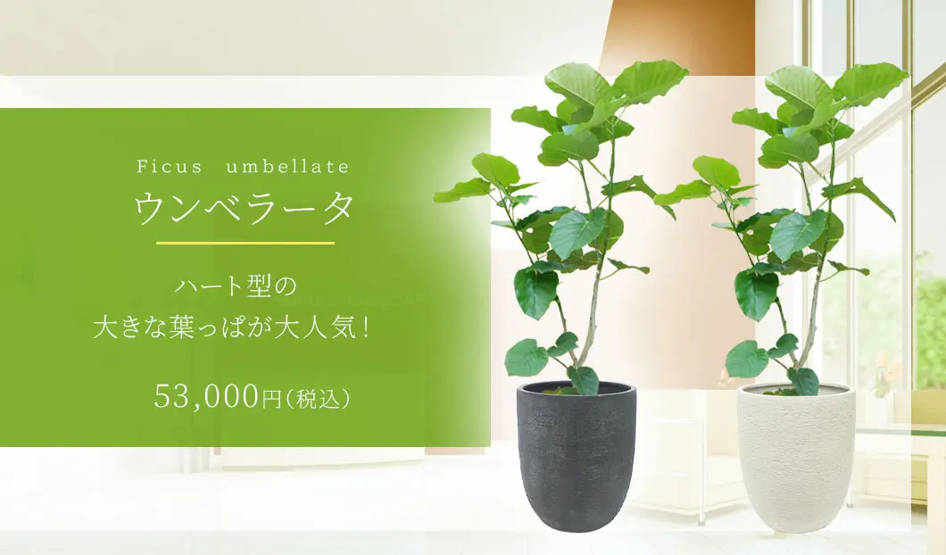 ウンベラータ 観葉植物 53,000円(税込)