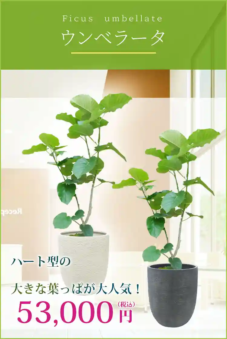 ウンベラータ 観葉植物 53,000円(税込)