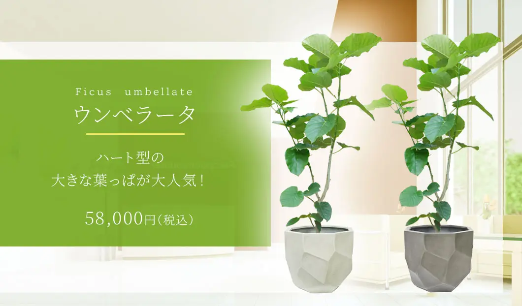 ウンベラータ 観葉植物 58,000円(税込)