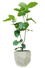 ウンベラータ全体画像