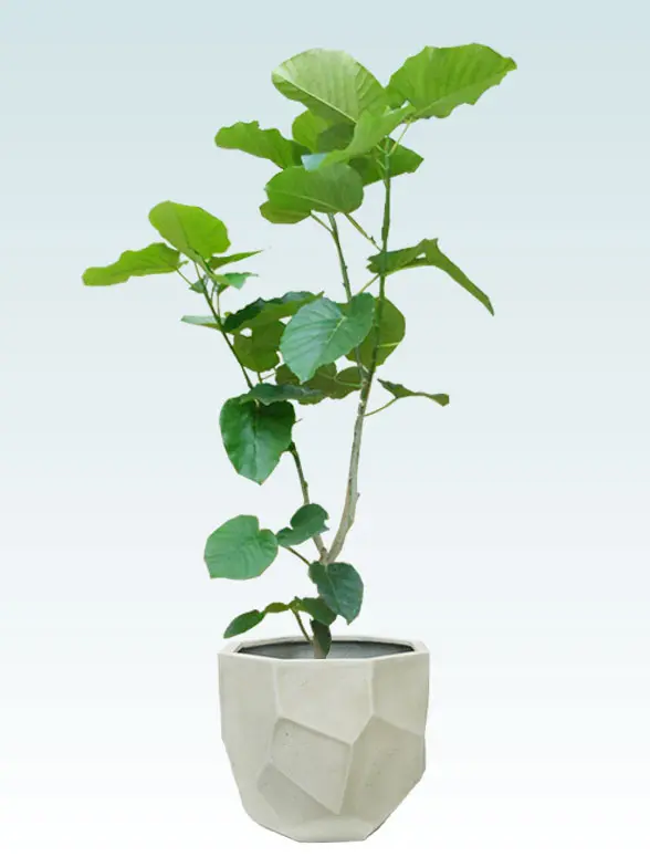 ウンベラータ拡大横から画像