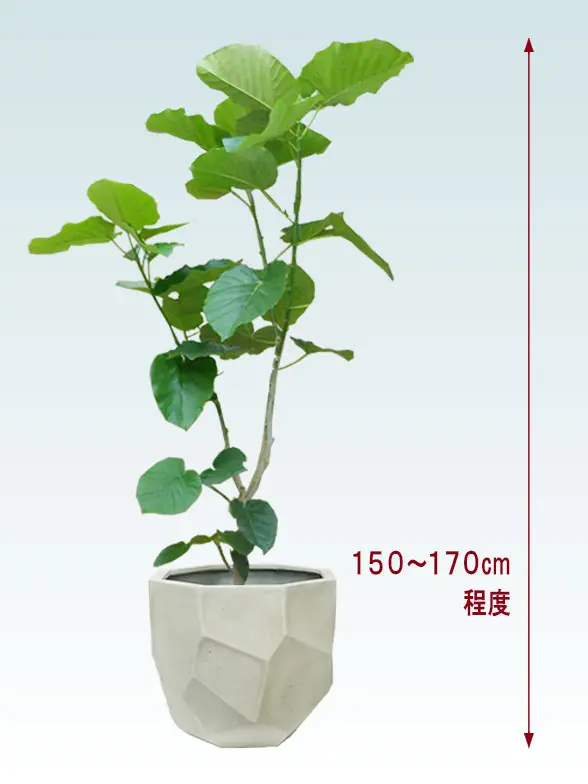 ウンベラータ拡大横から画像