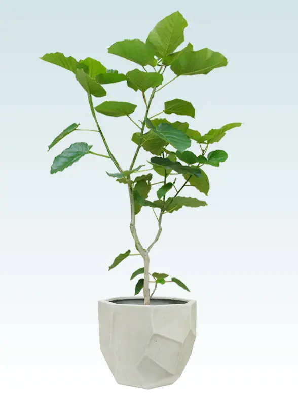 ウンベラータ葉っぱ枝も入った画像