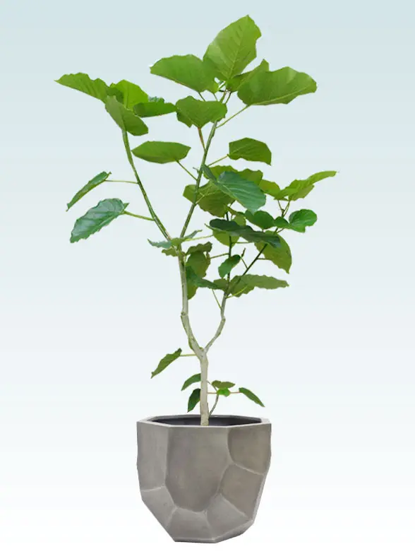 ウンベラータ葉っぱ枝も入った画像