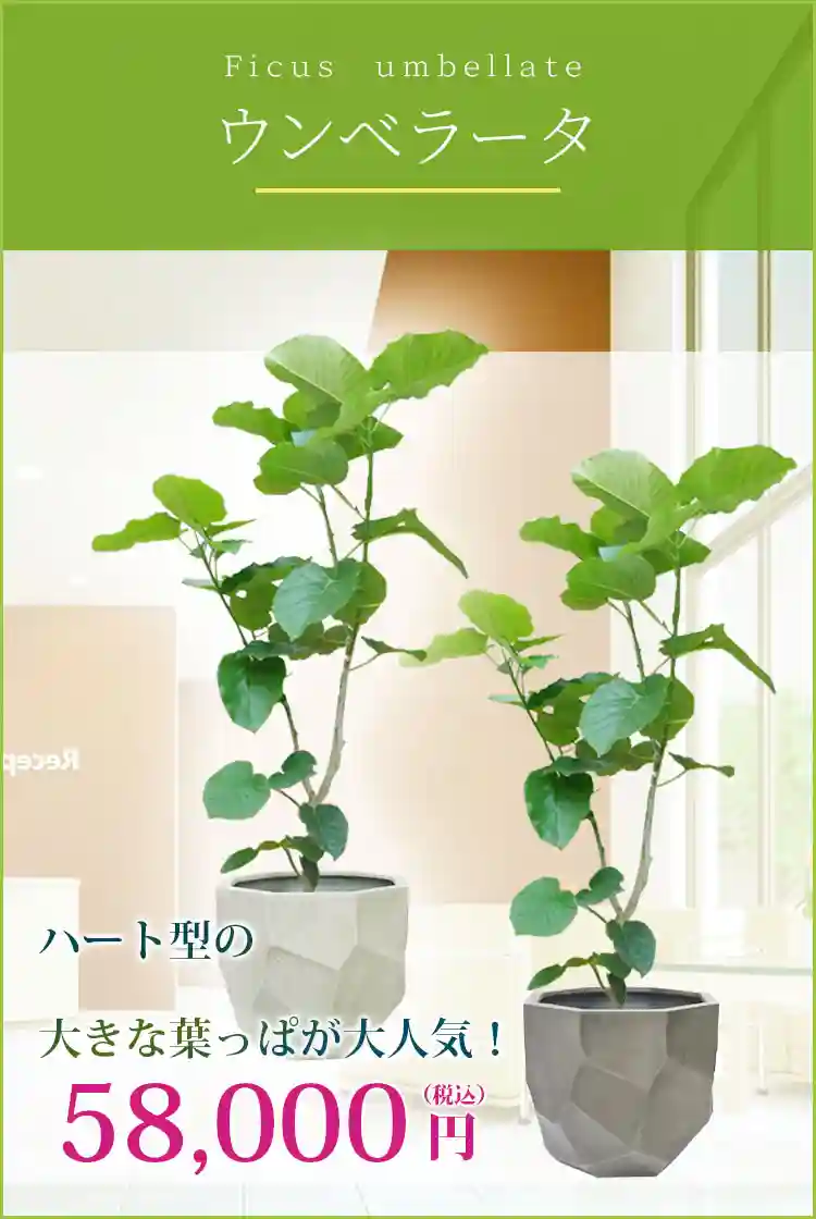 ウンベラータ 観葉植物 58,000円(税込)