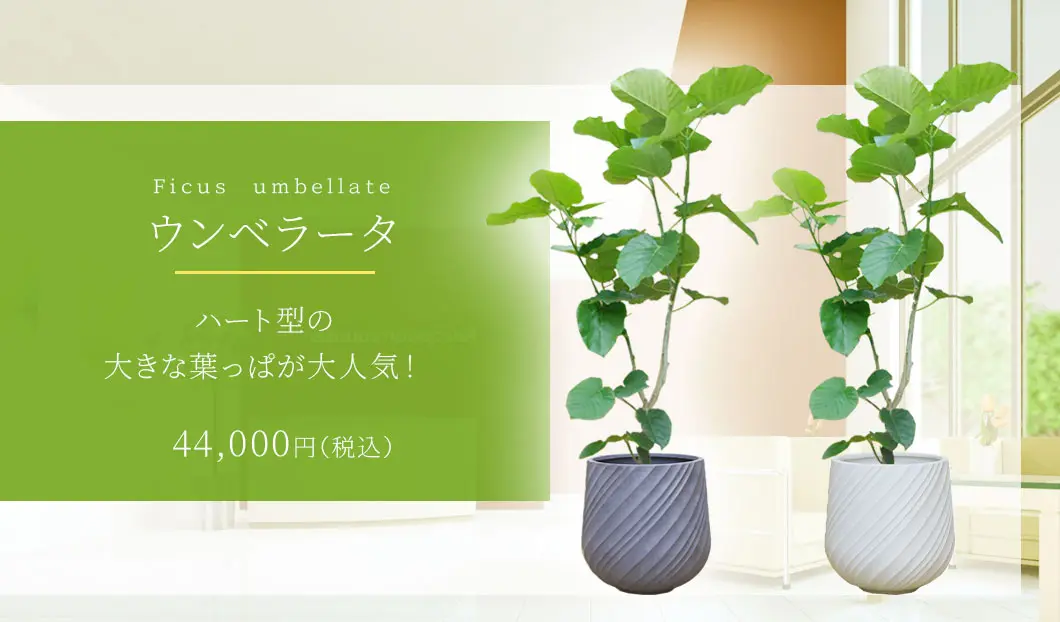 ウンベラータ 観葉植物 44,000円(税込)