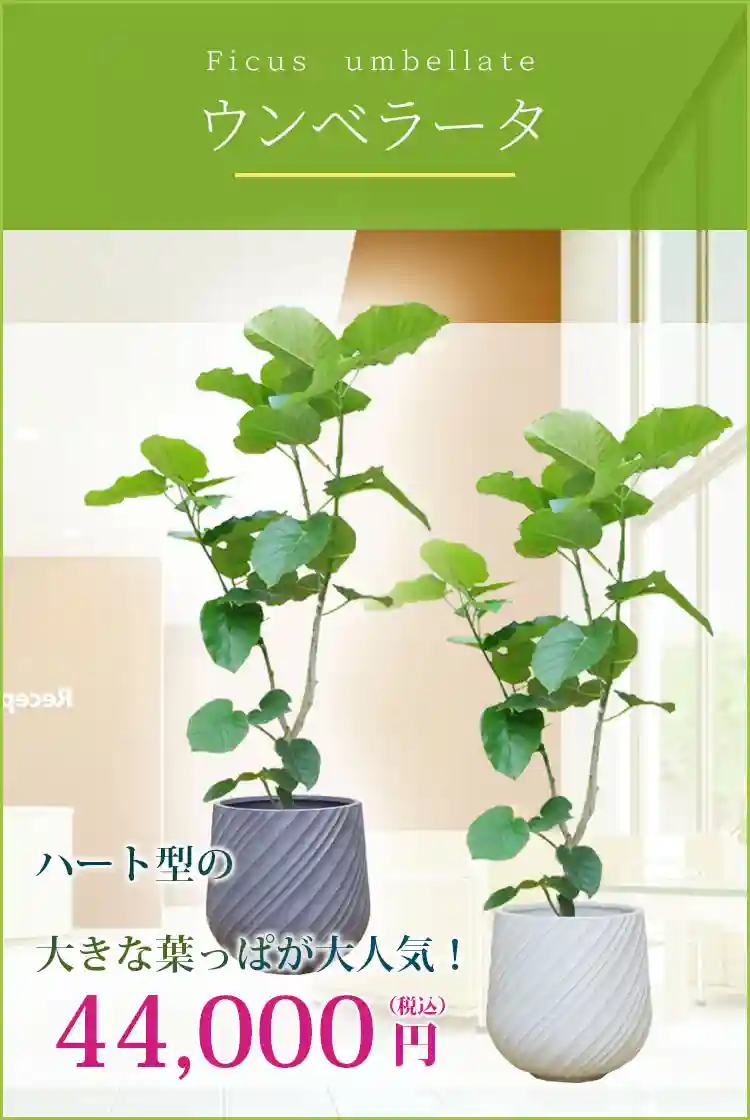 ウンベラータ 観葉植物 44,000円(税込)