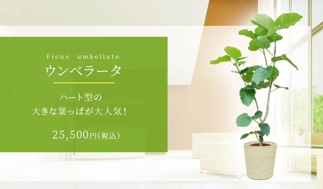 ウンベラータ 観葉植物 24,500円(税込)