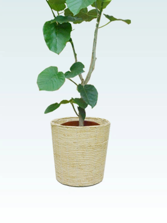 ウンベラータ籐製の鉢カバーイメージ画像