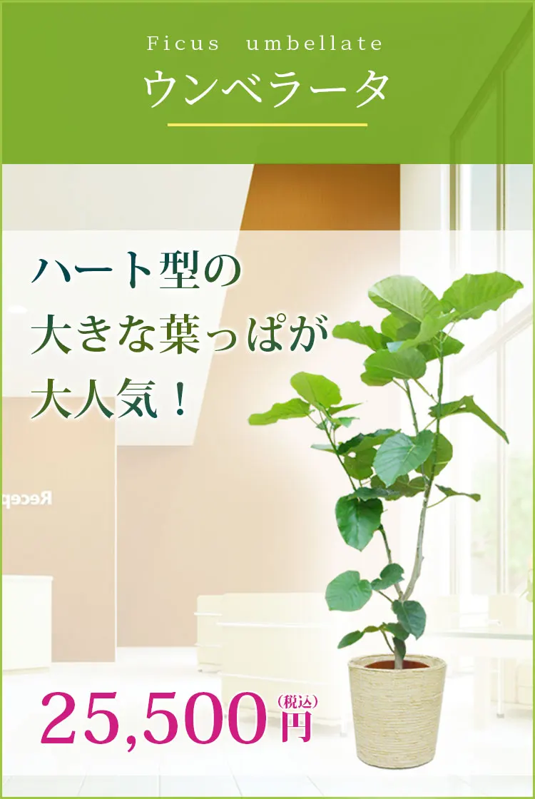 ウンベラータ 観葉植物 24,500円(税込)