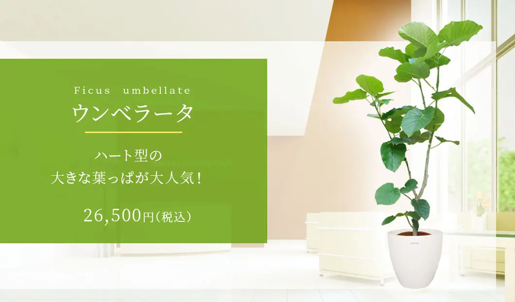 ウンベラータ 観葉植物 25,500円(税込)