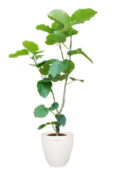 ウンベラータ ラスターポット付 Lサイズ 観葉植物の販売 通販の観葉植物のオアシス ウンベラータ ラスターポット付 Lサイズ 観葉植物の販売 通販の観葉植物のオアシス