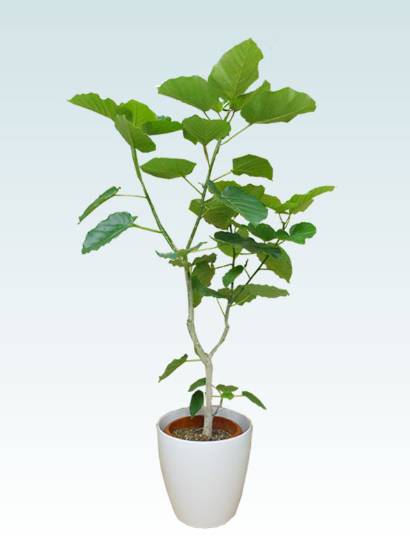 ウンベラータ ラスターポット付 Lサイズ 観葉植物の販売 通販の観葉植物のオアシス ウンベラータ ラスターポット付 Lサイズ 観葉植物の販売 通販の観葉植物のオアシス