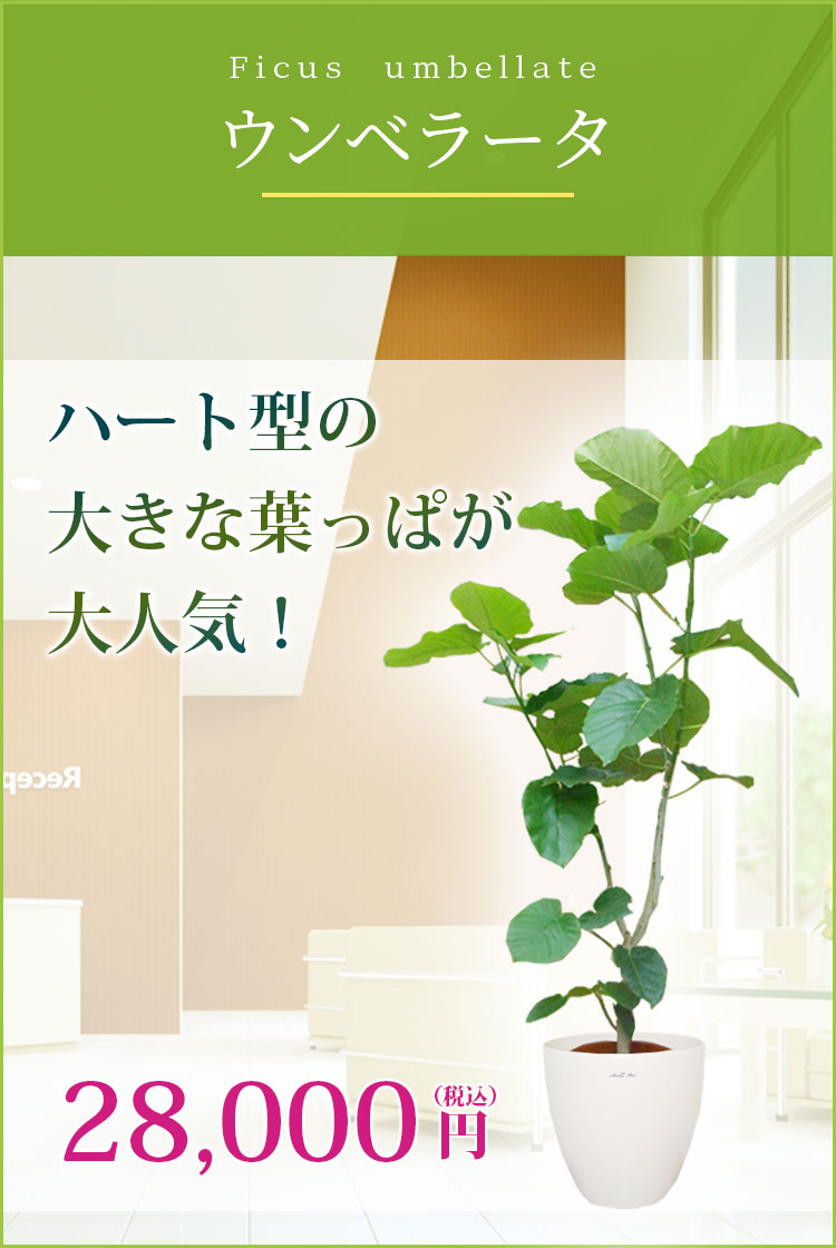 ウンベラータ ラスターポット付 Lサイズ 観葉植物の販売 通販の観葉植物のオアシス