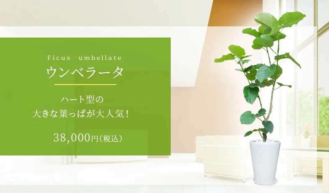 ウンベラータ 観葉植物 37,000円(税込)