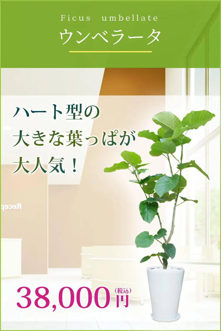 ウンベラータ 観葉植物 37,000円(税込)