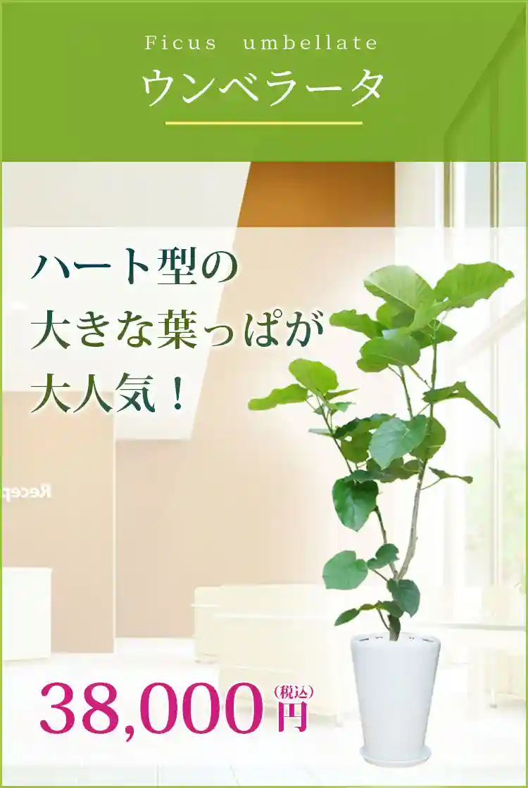 ウンベラータ(陶器鉢、ラウンドタイプ白色）　Lサイズ/観葉植物の販売、通販の観葉植物のオアシス