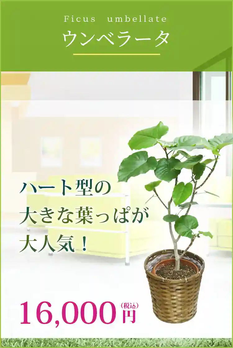 ウンベラータ 観葉植物 14,800円(税込)