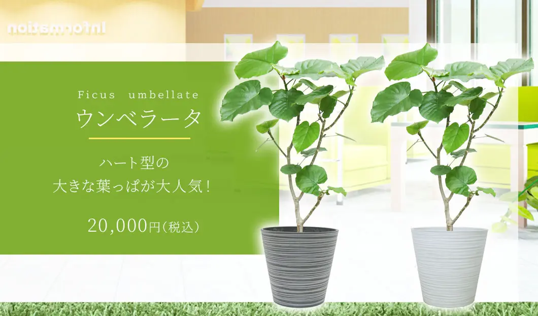 ウンベラータ 観葉植物 20,000円(税込)