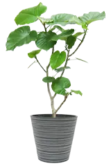 ウンベラータ全体画像