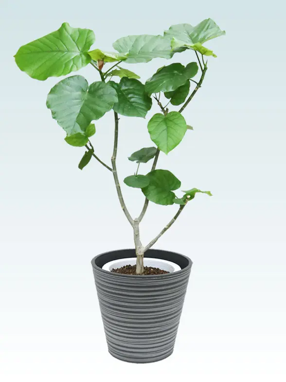 ウンベラータ葉っぱ枝も入った画像