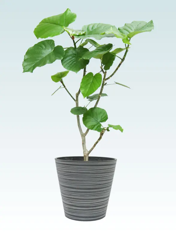 ウンベラータ葉っぱ拡大画像