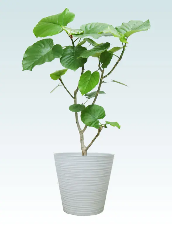 ウンベラータ葉っぱ枝も入った画像