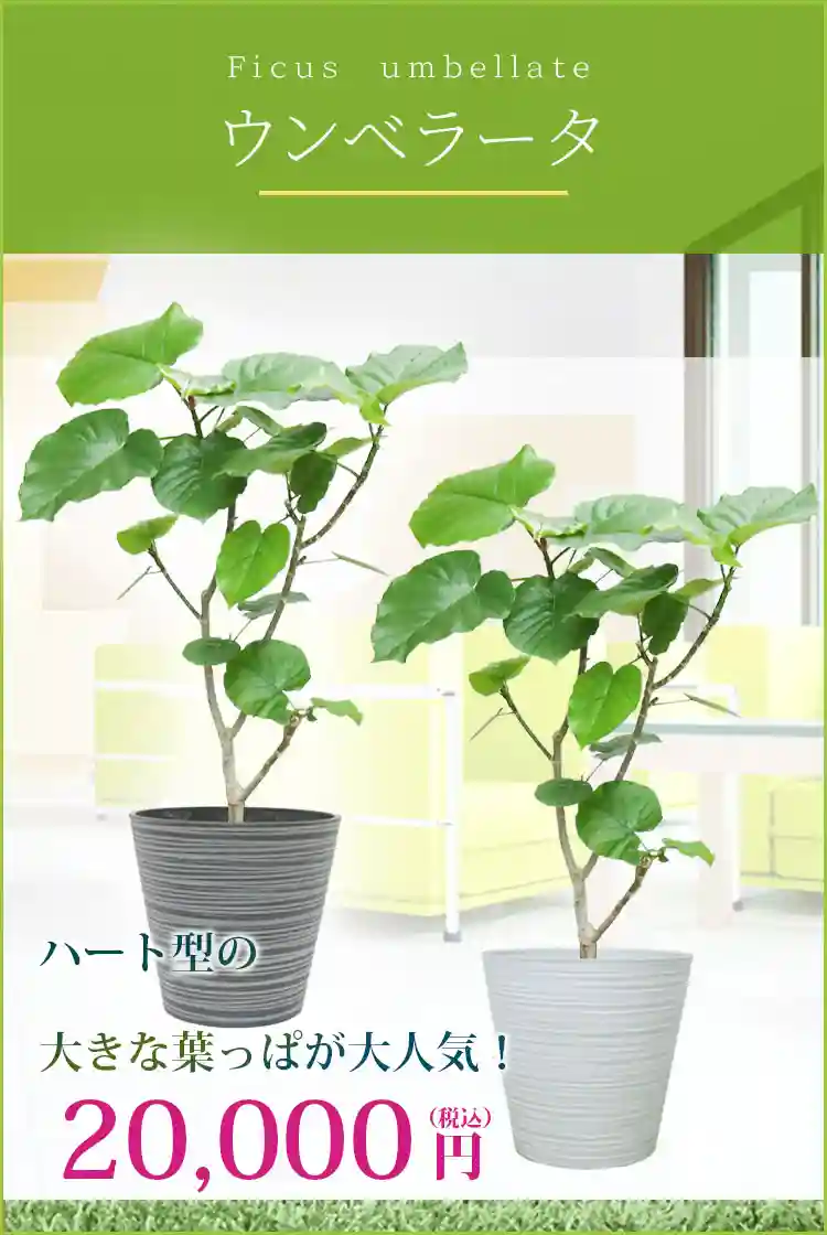 ウンベラータ 観葉植物 20,000円(税込)