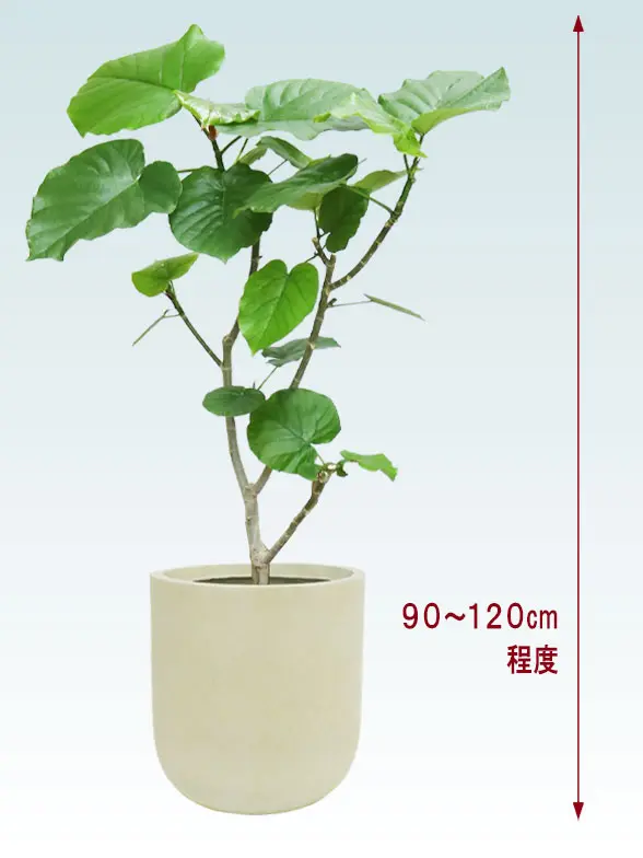 ウンベラータ全体画像