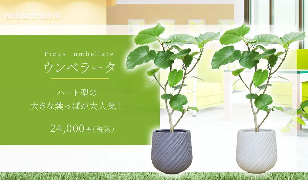 ウンベラータ 観葉植物 24,000円(税込)
