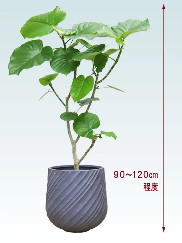 ウンベラータ全体画像