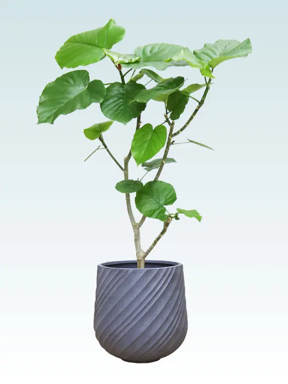 ウンベラータ Mサイズ スパイラル型、グラスファイバー製鉢カバー付