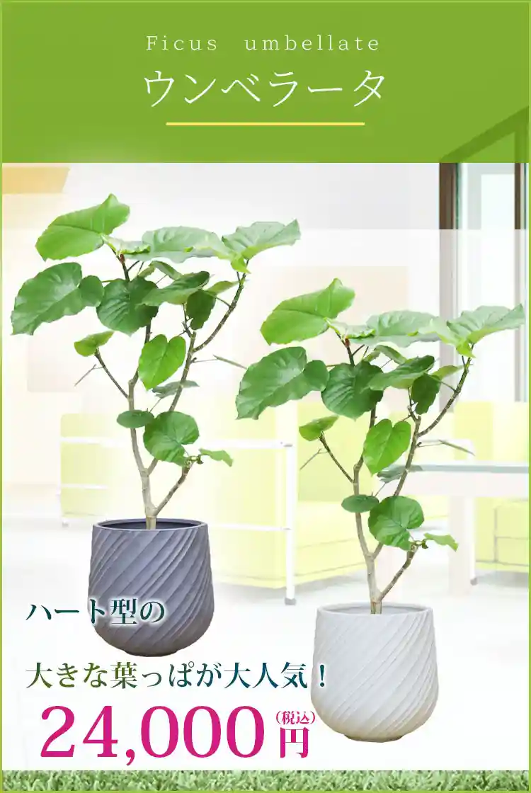 ウンベラータ 観葉植物 24,000円(税込)