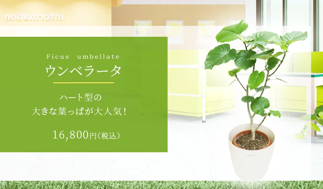 ウンベラータ 観葉植物 15,800円(税込)