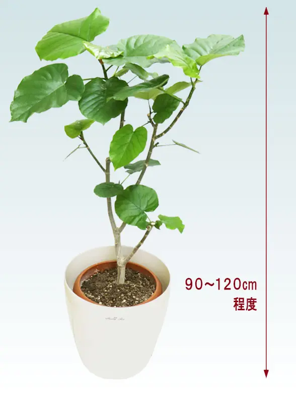 ウンベラータ全体画像