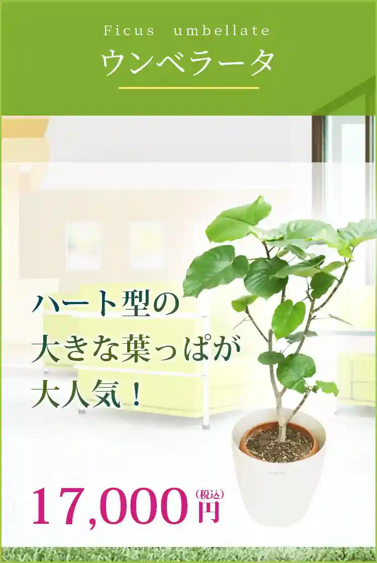 ウンベラータ 観葉植物 15,800円(税込)