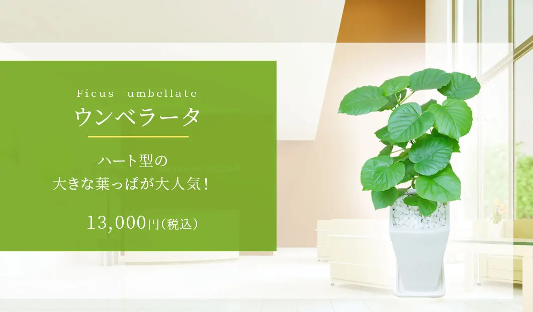 ウンベラータ 観葉植物 12,500円(税込)