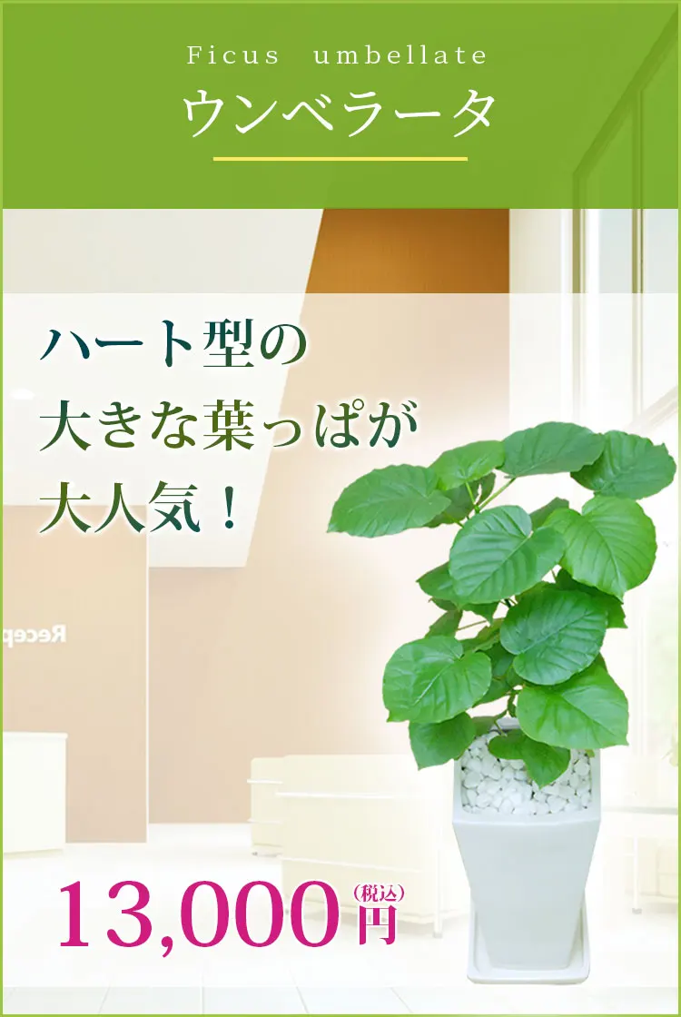 ウンベラータ 観葉植物 12,500円(税込)