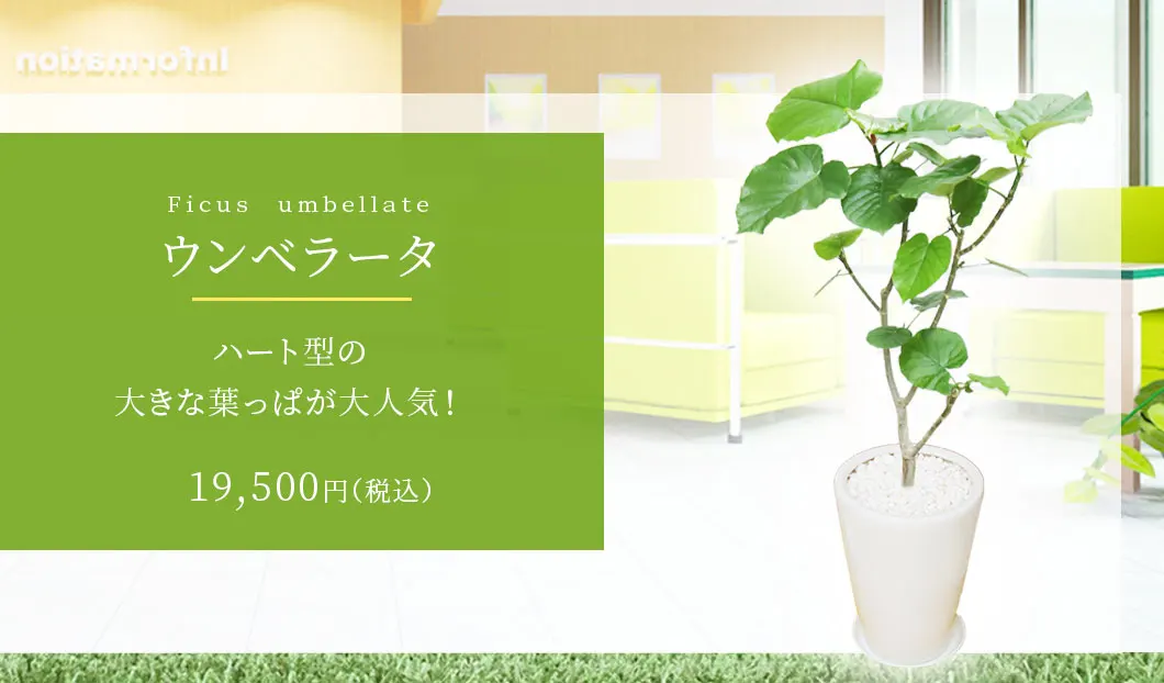 ウンベラータ 観葉植物 18,500円(税込)