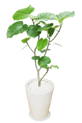 ウンベラータ 陶器鉢植込みラウンドタイプ白色 スタイリッシュ 観葉植物の販売 通販の観葉植物のオアシス ウンベラータ 陶器鉢植込みラウンドタイプ白色 スタイリッシュ 観葉植物の販売 通販の観葉植物のオアシス