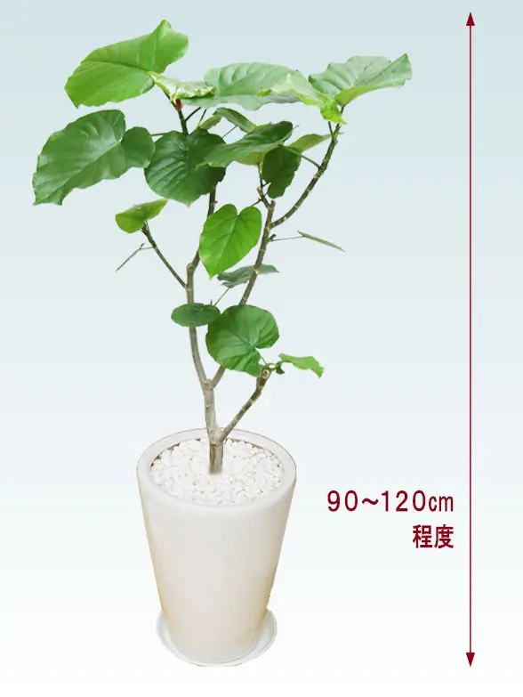 ウンベラータ(陶器鉢植込みラウンドタイプ白色) スタイリッシュ/観葉